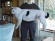 giant-cat