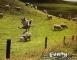 jump-the-sheep