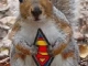 super-squirrel